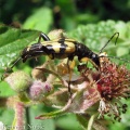 Rutpela maculata (a long-horn beetle) Kenneth Noble